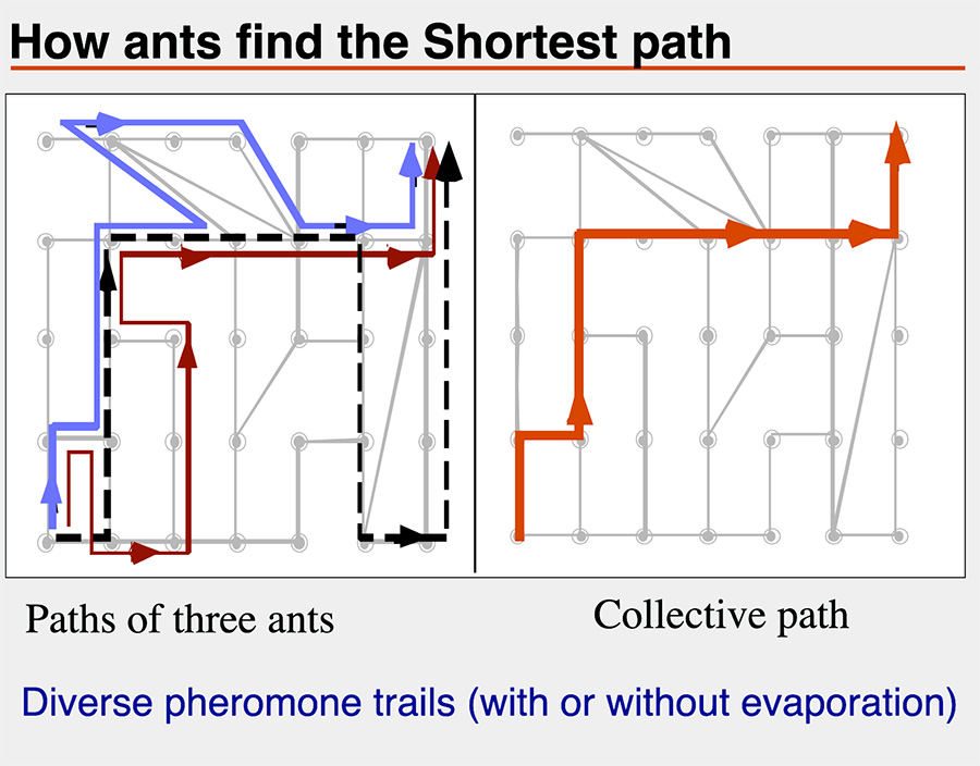How Ants  Find The Shortest Path